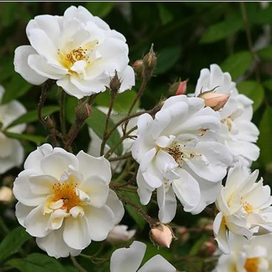 Biały - Róża - Lykkefund - Szkółka Róż Rozaria