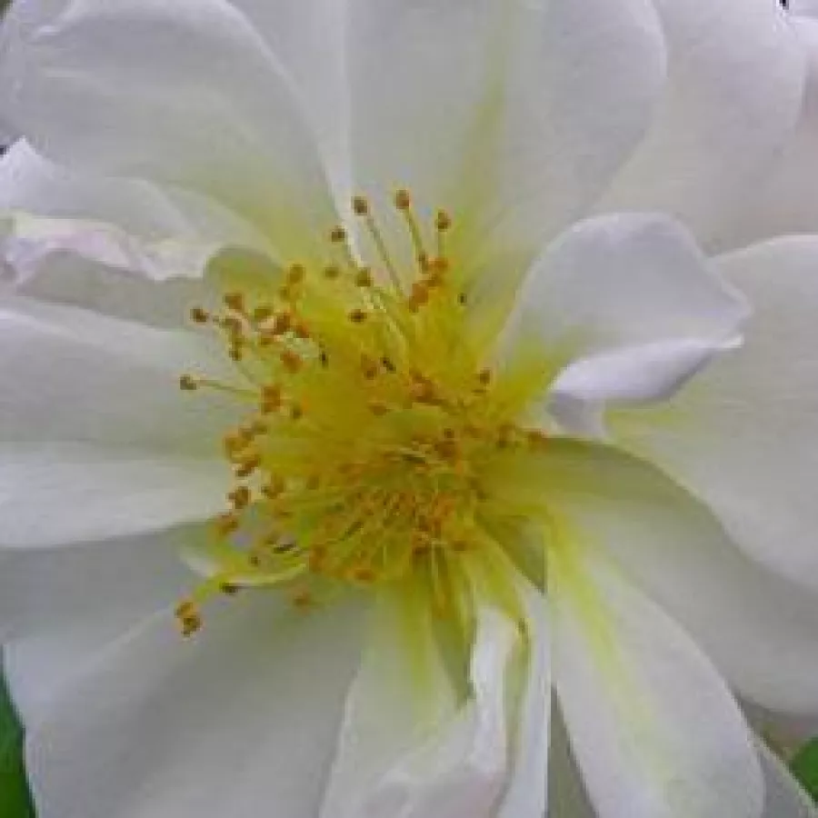 Rambler, Historical roses - Trandafiri - Lykkefund - Trandafiri online