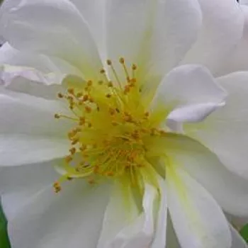Rosen Gärtnerei - ramblerrosen - weiß - Rosa Lykkefund - stark duftend - Aksel Olsen - Zwischen ihren hübschen, weißen Blütenblättern sind ihre goldfarbenen Staubgefäße gut sichtbar.