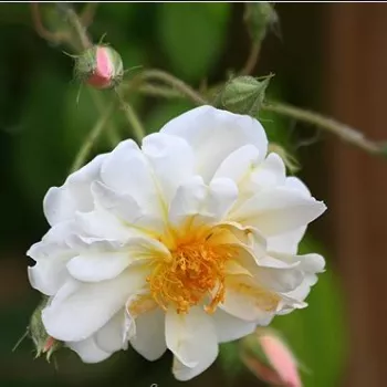 Rosa Lykkefund - wit - Stamroos – Kleine bloemenhangende kroonvorm