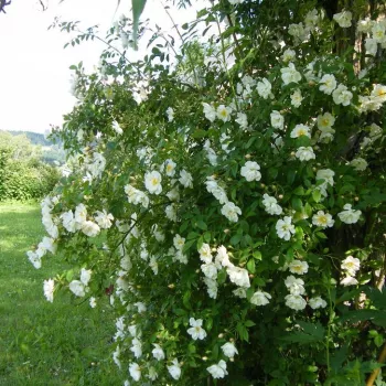 Alb sau alb mixt - trandafiri pomisor - Trandafir copac cu trunchi înalt – cu flori mărunți