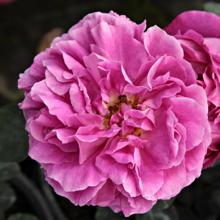 Angielska róża - Róża - Macbeth™ - Szkółka Róż Rozaria