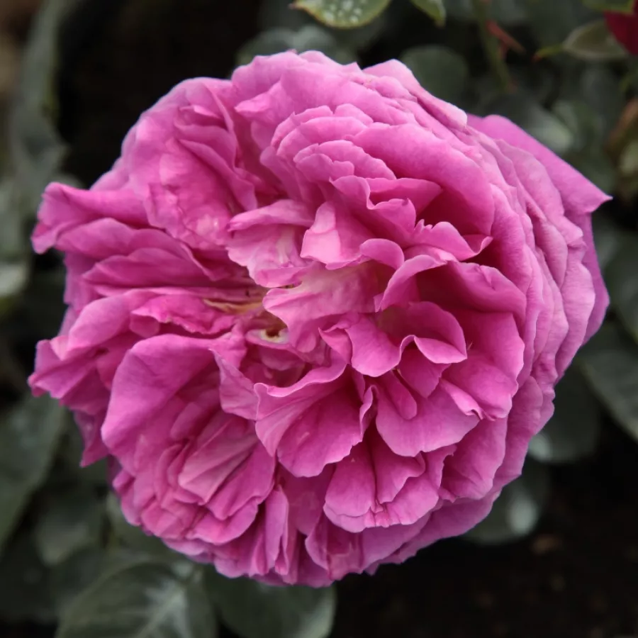 Różowy - Róża - Macbeth™ - Szkółka Róż Rozaria