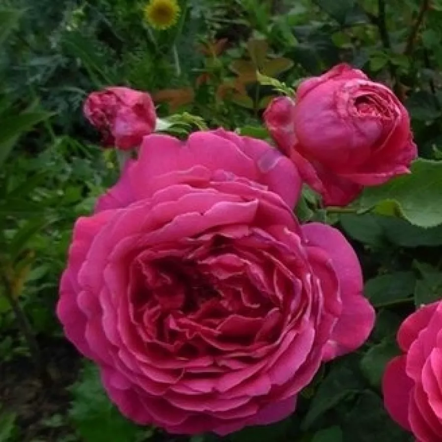 Rosa intensamente profumata - Rosa - Macbeth™ - Produzione e vendita on line di rose da giardino