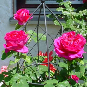 Dunkelscharlachrot mit dunkalrosa blütenhinterseite - englische rosen
