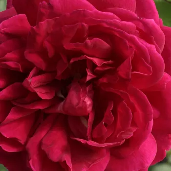 Rosen Online Gärtnerei - englische rosen - rosa - stark duftend - Macbeth™ - (180-220 cm)
