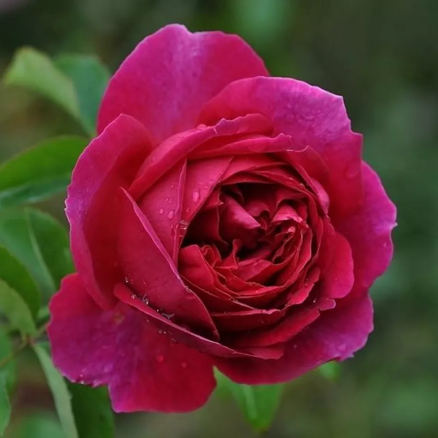 Rosier aux fleurs anglaises - rosier à haute tige - Rosier - Macbeth™ - 