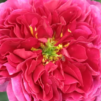 Szkółka Róż Rozaria - różowy - angielska róża - Macbeth™ - róża z intensywnym zapachem