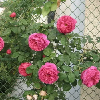 Rojo carmesí oscuro con bordes rosa oscuro - rosales de árbol - Árbol de Rosas Inglesa