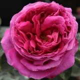 Rosier haute tige - rose - Rosa Macbeth™ - parfum intense