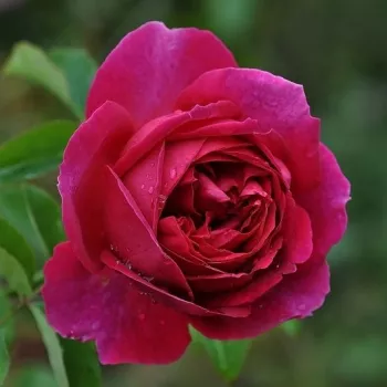 Rosa Macbeth™ - růžová - stromkové růže - Stromkové růže s květy anglických růží