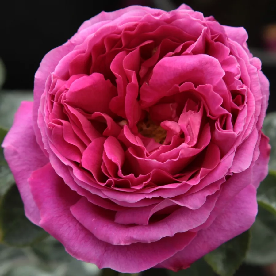 Parfum intense - Rosier - Macbeth™ - vente en ligne de plantes et rosiers