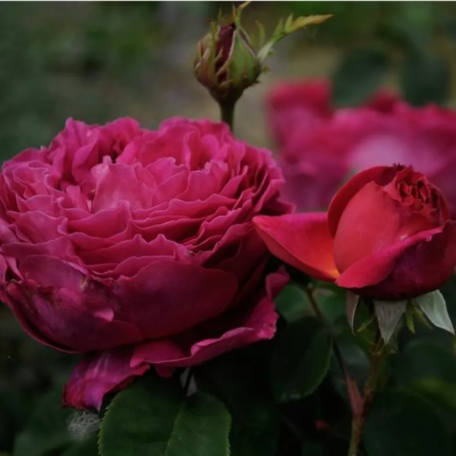 Englische rose - Rosen - Macbeth™ - rosen onlineversand