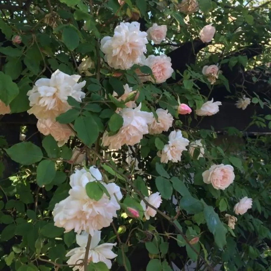 Madame Alfred Carrière - Róża - Madame Alfred Carrière - Szkółka Róż Rozaria