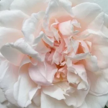 Rozenplanten online kopen en bestellen - noisette roos - roze - Rosa Madame Alfred Carrière - matig geurende roos - Joseph Schwartz - Witte bloem met lichte roze schakering, geeft een mooie sfeer ook voor een kale muur, groeit ook in halfschaduw.