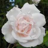 Stamrozen - roze - Rosa Madame Alfred Carrière - matig geurende roos