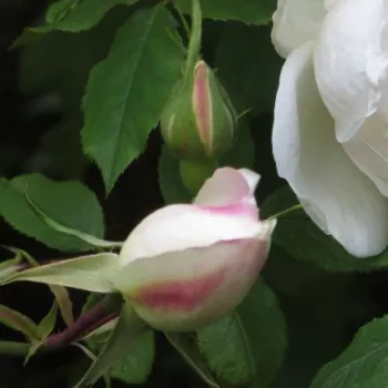 Rosa Madame Alfred Carrière - růžová - stromkové růže - Stromkové růže s květy anglických růží