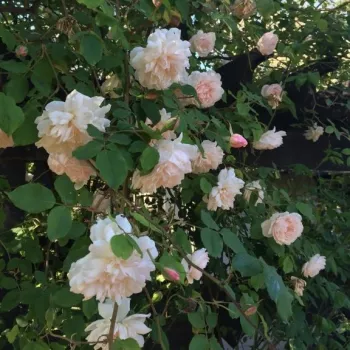 Blanc crèmeux teinté de rose - Rosier aux fleurs anglaises - rosier à haute tige - retombant