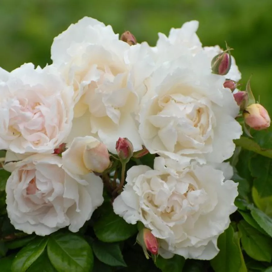 Trandafiri Noisette - Trandafiri - Madame Alfred Carrière - comanda trandafiri online