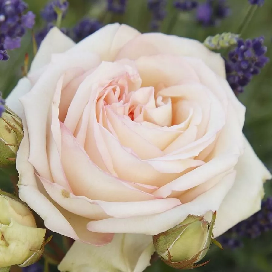 Bijela - Ruža - Madame Anisette® - naručivanje i isporuka ruža