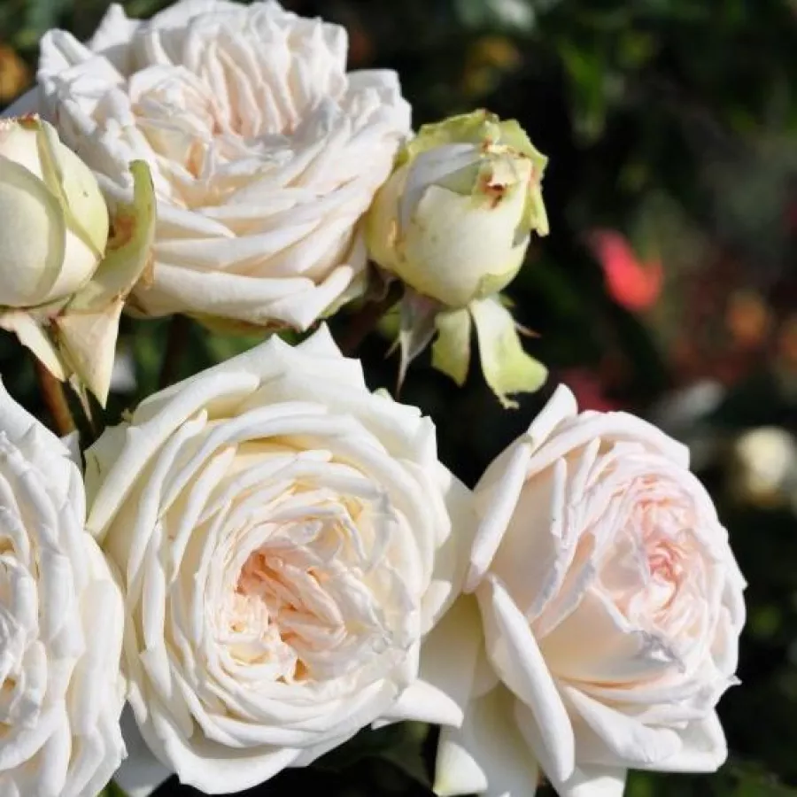 Teahibrid rózsa - Rózsa - Madame Anisette® - kertészeti webáruház