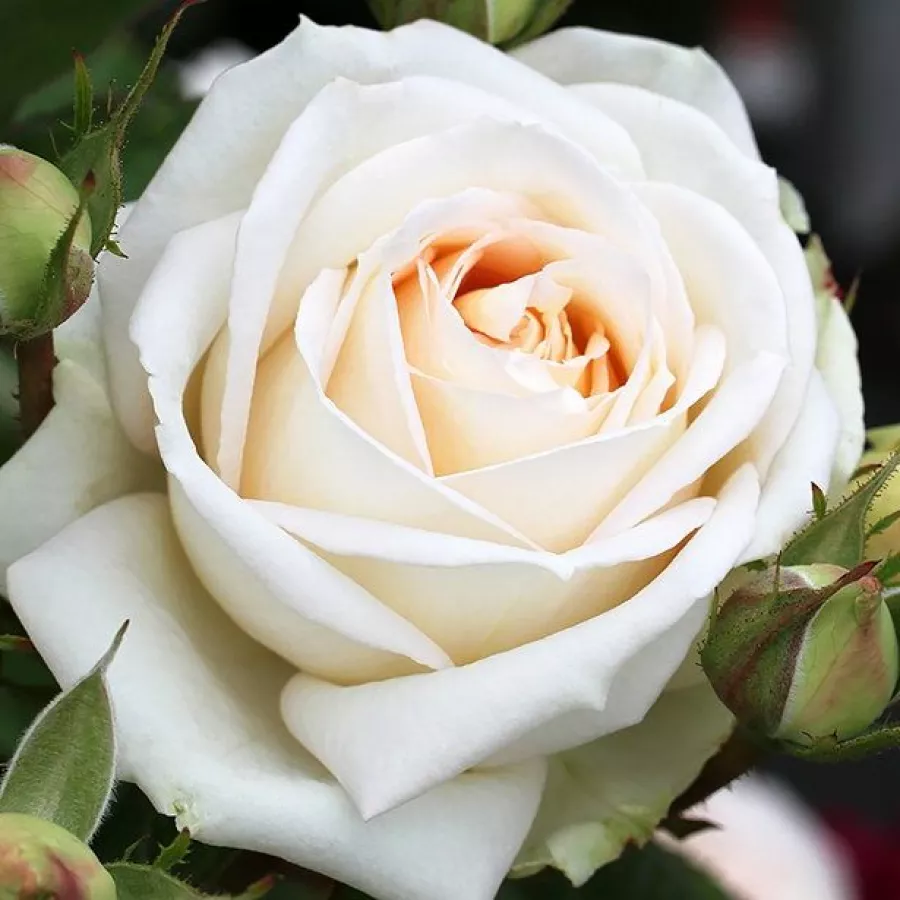 Fehér - Rózsa - Madame Anisette® - online rózsa vásárlás