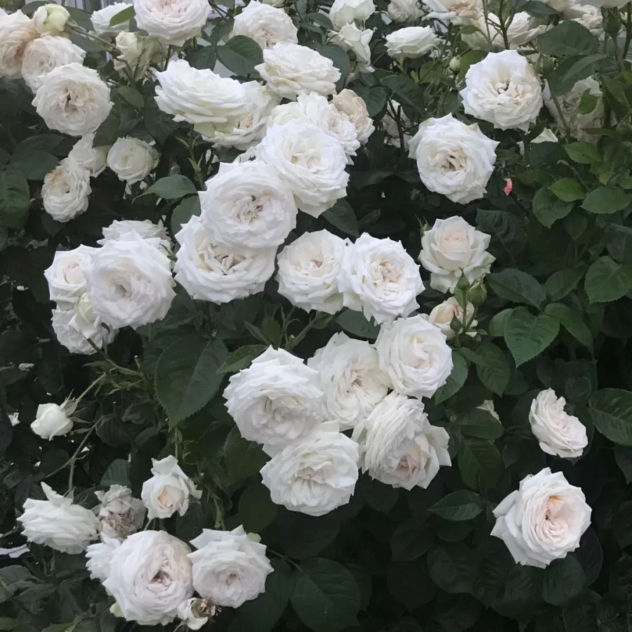 Posamezno - Roza - Madame Anisette® - vrtnice online