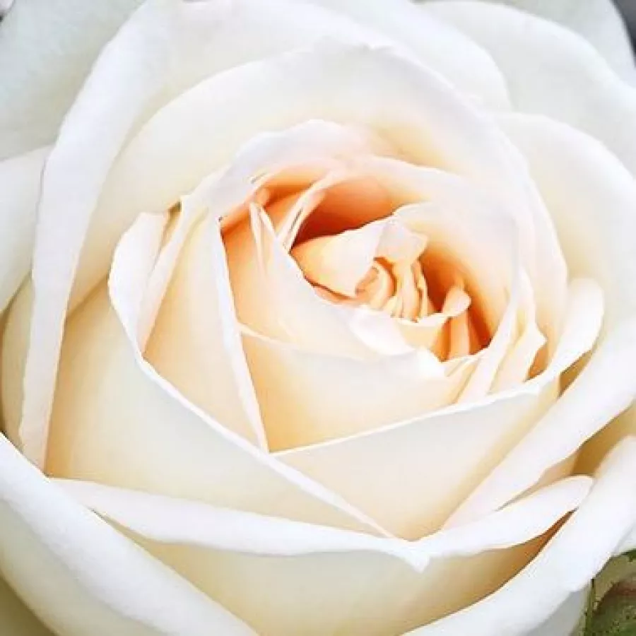KORberonem - Róża - Madame Anisette® - róże sklep internetowy