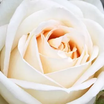 Ružová - školka - eshop  - biely - čajohybrid - intenzívna vôňa ruží - vôňa - Madame Anisette® - (60-80 cm)