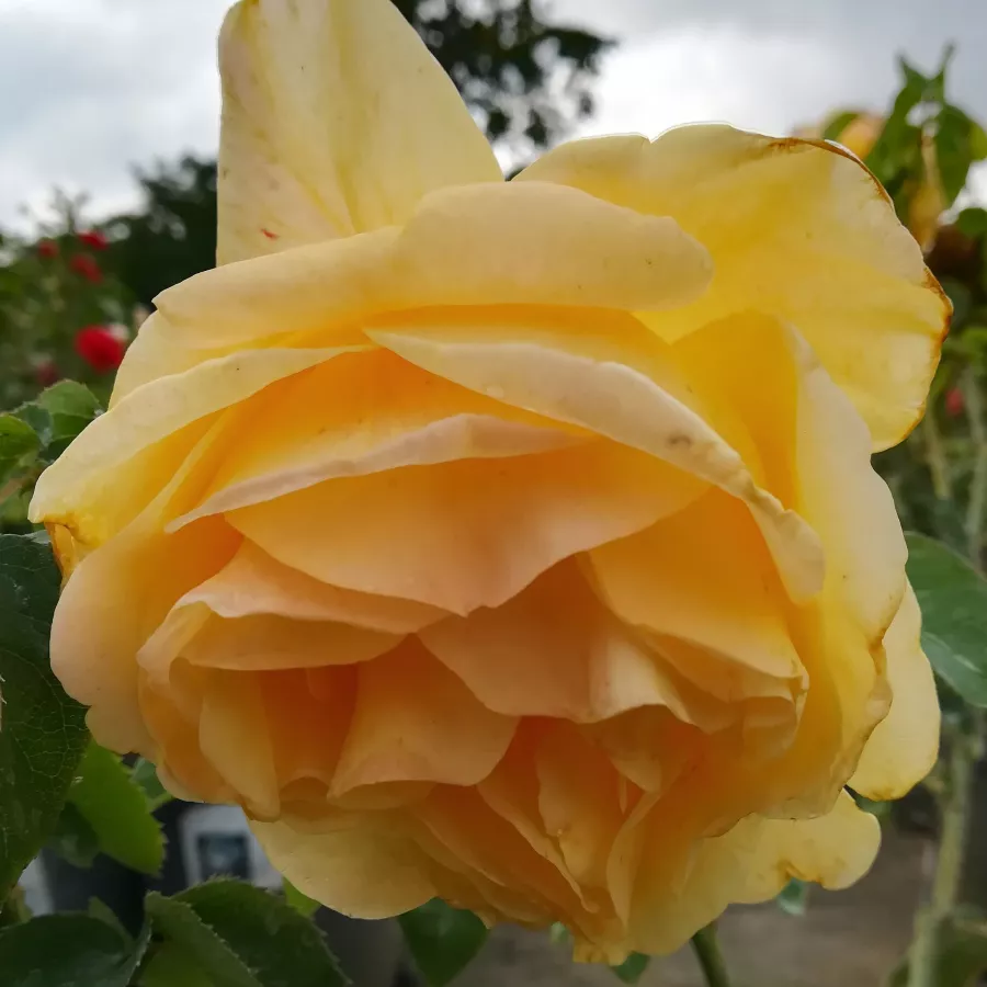 żółty - Róża - Apache - Szkółka Róż Rozaria