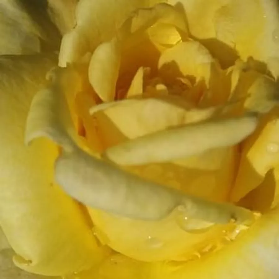 Shrub - Róża - Apache - Szkółka Róż Rozaria