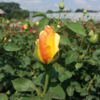 Rosa Apache - żółty - róża pienna - Róże pienne - z kwiatami hybrydowo herbacianymi