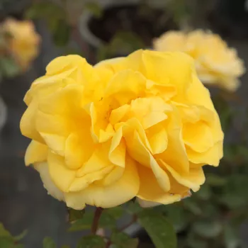 Mieszanina kolorów żółtych - róża pienna - Róże pienne - z kwiatami hybrydowo herbacianymi