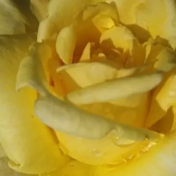 Rosa Apache - trandafir cu parfum intens - Trandafir copac cu trunchi înalt - cu flori teahibrid - galben - Gordon J. Von Abrams - coroană dreaptă - ,-