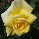 Stromčekové ruže - žltá - Rosa Apache - intenzívna vôňa ruží - sladká aróma