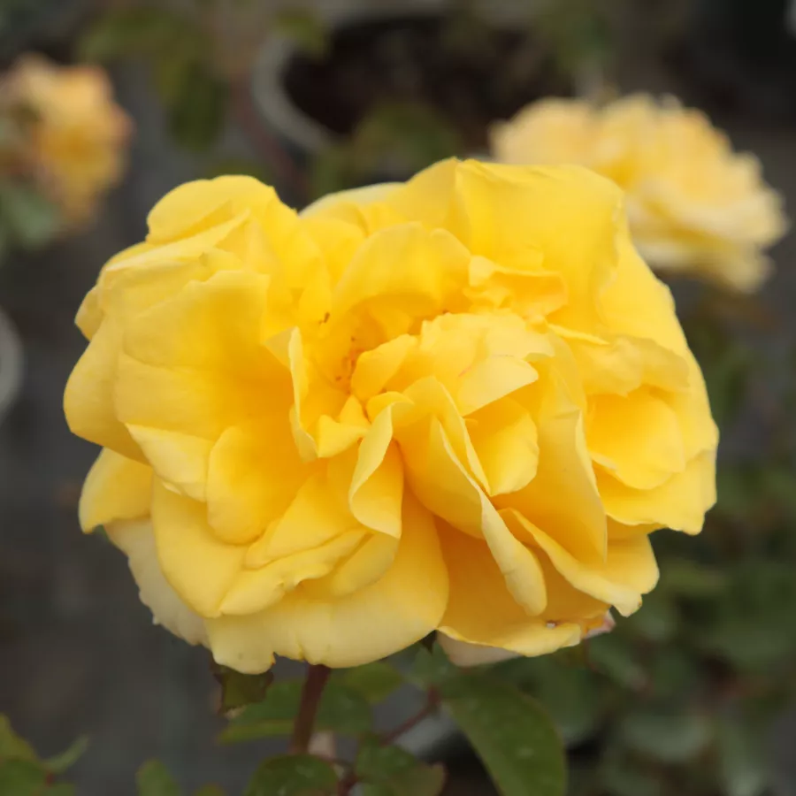Plină, densă - Trandafiri - Apache - comanda trandafiri online