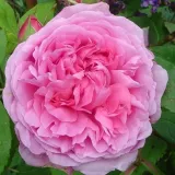 Rózsaszín - történelmi - portland rózsa - Online rózsa vásárlás - Rosa Madame Boll - intenzív illatú rózsa - barack aromájú