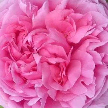 Online rózsa kertészet - rózsaszín - történelmi - portland rózsa - Madame Boll - intenzív illatú rózsa - barack aromájú - (150-180 cm)