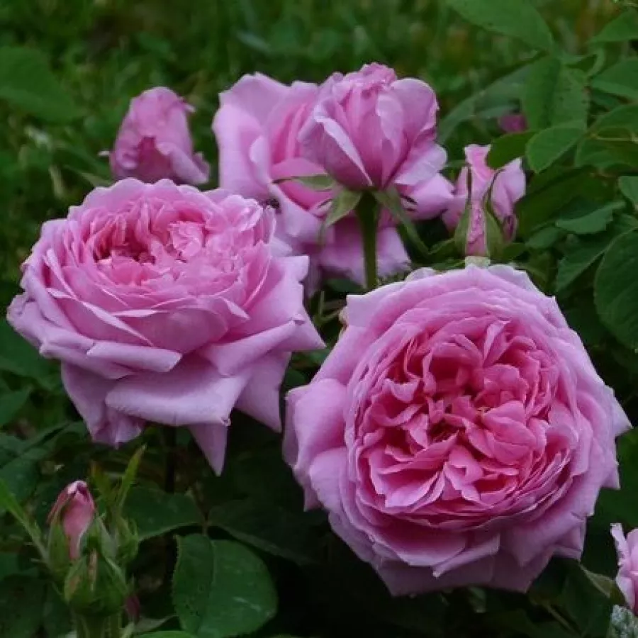 Rosa - Rosa - Madame Boll - Produzione e vendita on line di rose da giardino