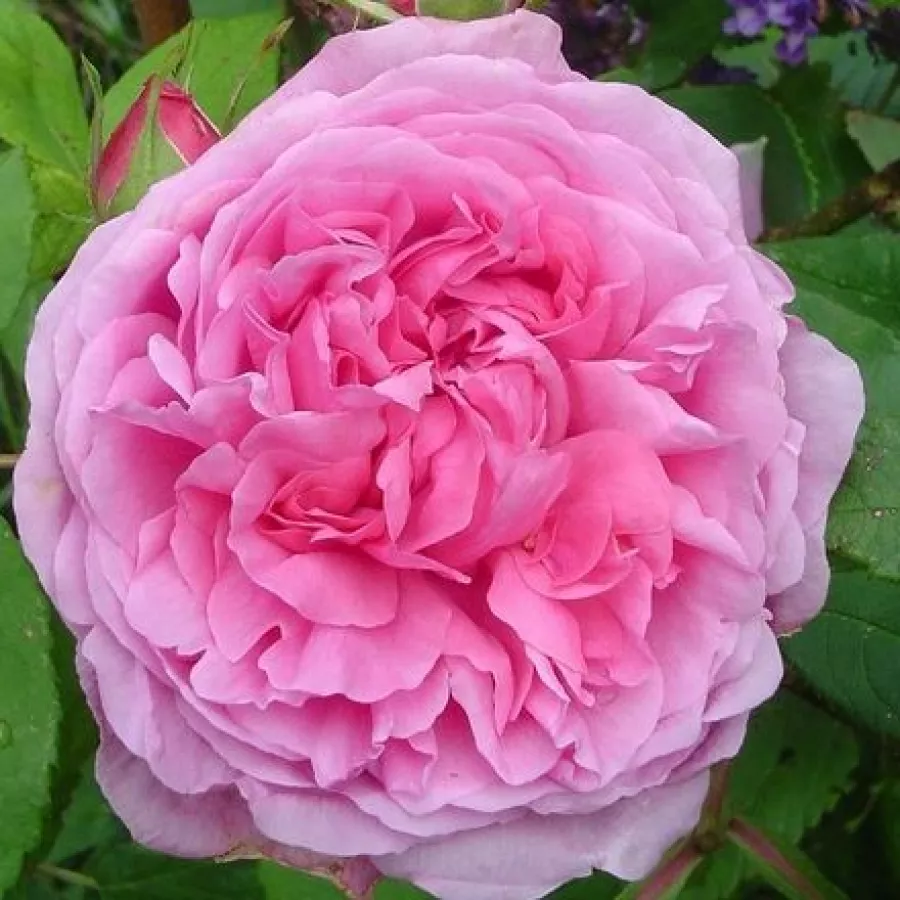 Różowy - Róża - Madame Boll - 