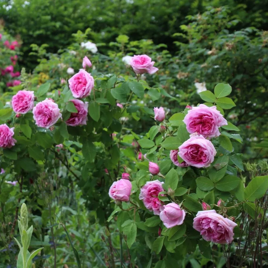 120-150 cm - Rosa - Madame Boll - rosal de pie alto
