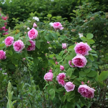 Jasny róż z ciemniejszą stroną wewnętrzną - róża pienna - Róże pienne - z kwiatami róży angielskiej