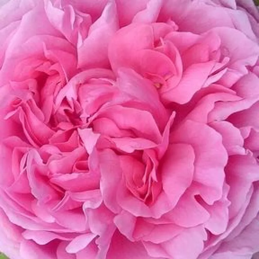 Pojedynczy - Róża - Madame Boll - 
