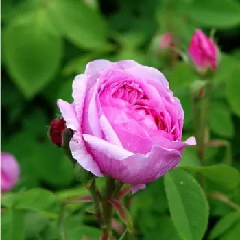 Rosa Madame Boll - ružičasta - ruže stablašice -