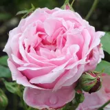 Rózsaszín - teahibrid rózsa - Online rózsa vásárlás - Rosa Madame Caroline Testout - diszkrét illatú rózsa - barack aromájú