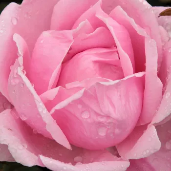 Rózsa rendelés online - rózsaszín - teahibrid rózsa - Madame Caroline Testout - diszkrét illatú rózsa - barack aromájú - (80-120 cm)