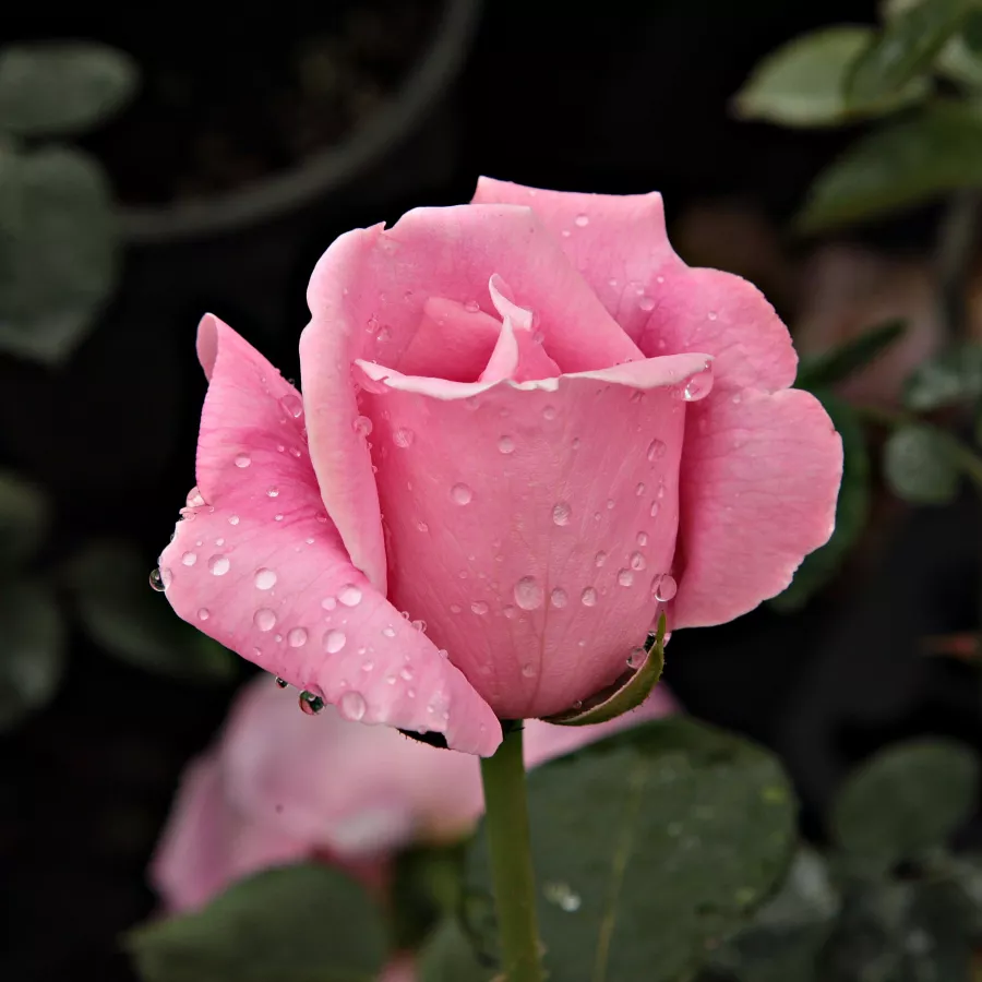 Drevesne vrtnice - - Roza - Madame Caroline Testout - 