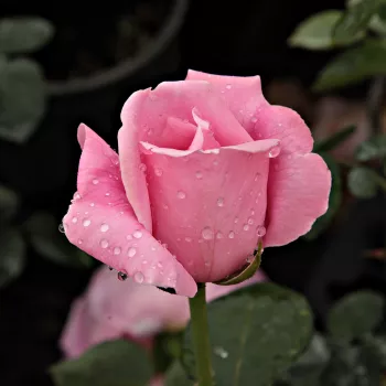Rosa Madame Caroline Testout - roz - trandafiri pomisor - Trandafir copac cu trunchi înalt – cu flori teahibrid