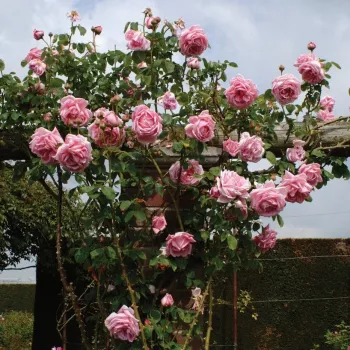 Rózsaszín - teahibrid virágú - magastörzsű rózsafa - diszkrét illatú rózsa - barack aromájú