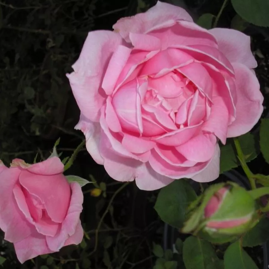Trandafiri hibrizi Tea - Trandafiri - Madame Caroline Testout - comanda trandafiri online